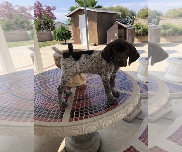 Medium Photo #3 German Shorthaired Pointer Puppy For Sale in CORONA, CA, USA
