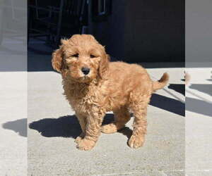 Goldendoodle Puppy for sale in FRANKLIN, IN, USA