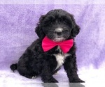 Small Photo #1 Miniature Bernedoodle Puppy For Sale in CLAY, PA, USA