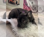 Small #2 French Bulldog