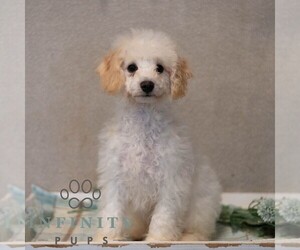Bichpoo Puppy for sale in MIFFLINBURG, PA, USA