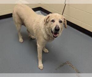 Labrador Retriever Dogs for adoption in Denver, CO, USA