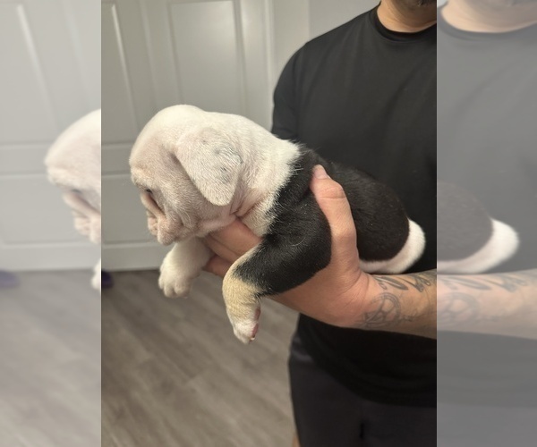 Medium Photo #7 English Bulldog Puppy For Sale in WEEKI WACHEE, FL, USA