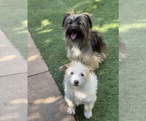 Ella and Shelby - Female Mutt Dog for Adoption - Photo #5
