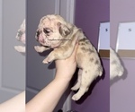 Small Photo #7 French Bulldog Puppy For Sale in NEWNAN, GA, USA