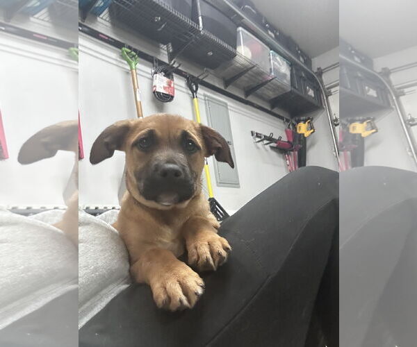 Medium Photo #3 German Shepherd Dog-Unknown Mix Puppy For Sale in Princeton, MN, USA