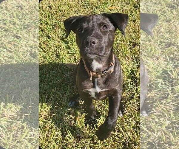 Medium Photo #3 Mutt Puppy For Sale in Rosenberg, TX, USA