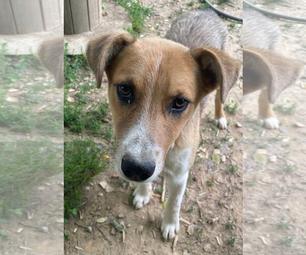 Medium Photo #2 Mutt Puppy For Sale in Tracy City, TN, USA