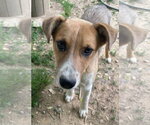 Small #1 Mutt