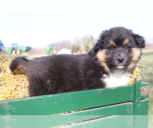 Australian Shepherd Puppy for sale in SHILOH, OH, USA