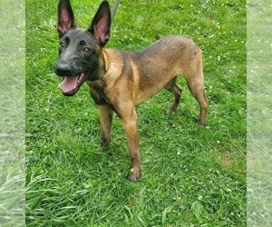 Belgian Malinois-Dutch Shepherd Dog Mix Puppy for sale in WILKES BARRE, PA, USA