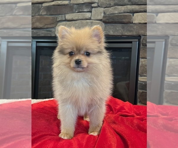 Medium Photo #8 Pomeranian Puppy For Sale in NOBLESVILLE, IN, USA