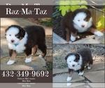 Image preview for Ad Listing. Nickname: Taz