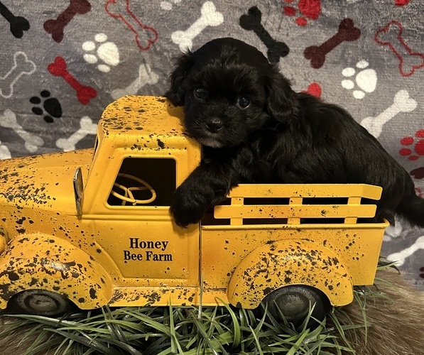 Medium Photo #3 ShihPoo Puppy For Sale in LAKELAND, TN, USA
