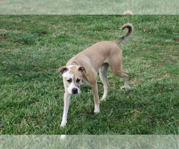 Medium Photo #3 Boxer-Unknown Mix Puppy For Sale in Aurora, IN, USA