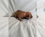 Small #4 Rhodesian Ridgeback