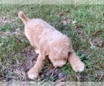 Small Photo #9 Goldendoodle Puppy For Sale in CANON, GA, USA