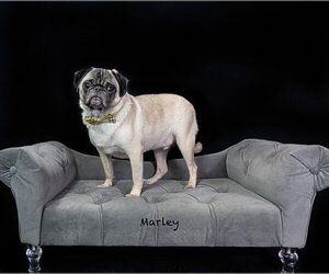 Marley - Male Pug Dog for Adoption - Photo #2
