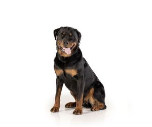 Rottweiler Dogs for adoption in Gilbert, AZ, USA