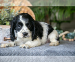 Small Photo #15 Cocker Spaniel Puppy For Sale in SEAMAN, OH, USA