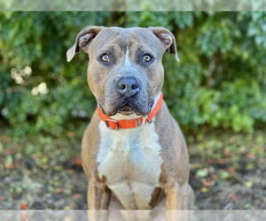 American Bulldog-Unknown Mix Dogs for adoption in Tavares, FL, USA