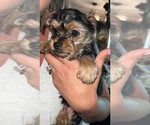 Image preview for Ad Listing. Nickname: Yorkie Mix