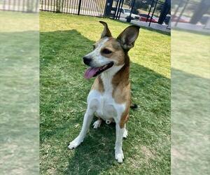 Beagle-Unknown Mix Dogs for adoption in Temple, TX, USA