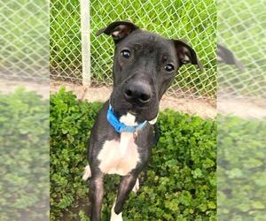 Mutt Dogs for adoption in Sacramento, CA, USA