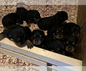 Rottweiler Puppy for Sale in BULLS GAP, Tennessee USA