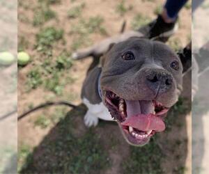 Mutt Dogs for adoption in Aurora, CO, USA