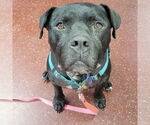Small #37 American Pit Bull Terrier