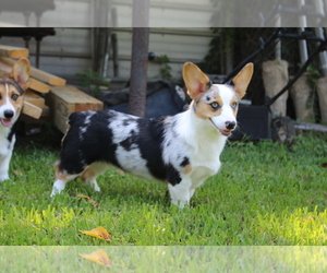 Mother of the Welsh Cardigan Corgi puppies born on 12/29/2021