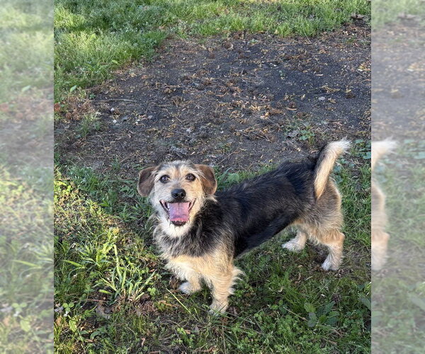 Medium Photo #8 Mutt Puppy For Sale in Boston, MA, USA