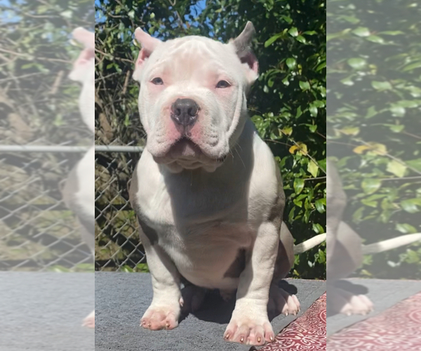 Medium Photo #3 American Bully Puppy For Sale in JACKSONVILLE, FL, USA