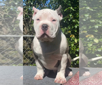 Small Photo #3 American Bully Puppy For Sale in JACKSONVILLE, FL, USA