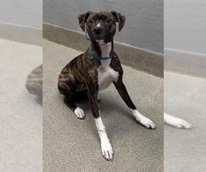 Boxer-Unknown Mix Dogs for adoption in Las Vegas, NV, USA