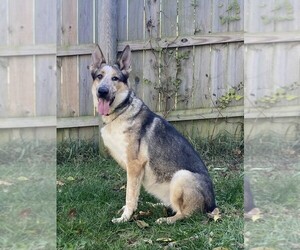 Mother of the German Shepherd Dog puppies born on 12/31/2024