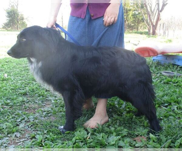 Medium Photo #1 Australian Shepherd Puppy For Sale in SHELDON, MO, USA
