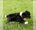 Small #2 Poovanese