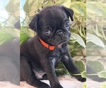 Small Photo #15 Pug Puppy For Sale in SPRING CITY, PA, USA