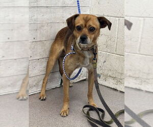 Chihuahua Dogs for adoption in San Bernardino, CA, USA