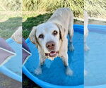 Small #6 Labrador Retriever