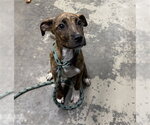 Small Labrador Retriever Mix