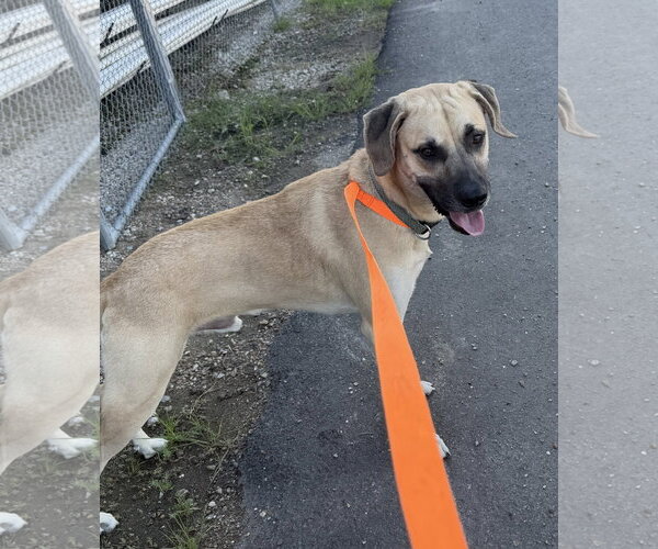 Medium Photo #5 Black Mouth Cur-Unknown Mix Puppy For Sale in Oakhurst, NJ, USA