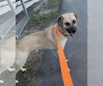Small #4 Black Mouth Cur Mix
