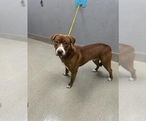 Mutt Dogs for adoption in Las Vegas, NV, USA