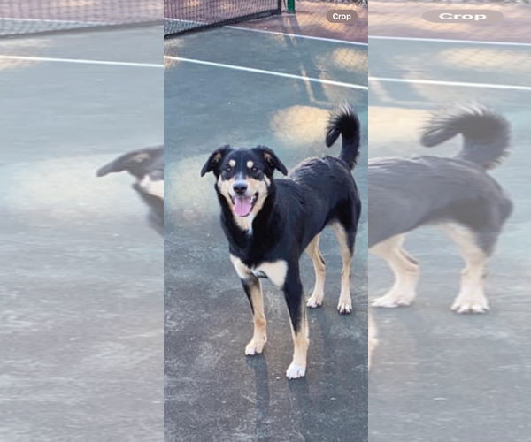 Medium Photo #1 Mutt Puppy For Sale in COLUMBIA, MD, USA