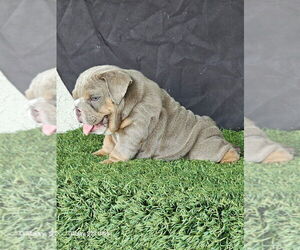 English Bulldog Puppy for sale in SAN JOSE, CA, USA