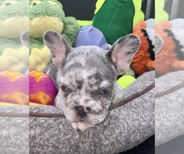 Medium Photo #13 French Bulldog Puppy For Sale in BELLVIEW, TX, USA