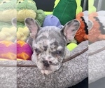 Small Photo #13 French Bulldog Puppy For Sale in BELLVIEW, TX, USA